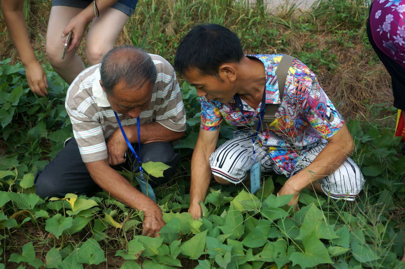 Two people crouch in a crop field examining the crops.